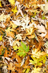 Foglie gialle in autunno - texture