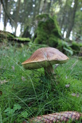 Steinpilz im Reinhardswald