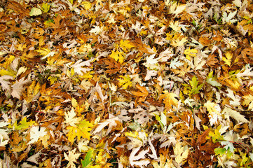 Foglie in autunno - texture