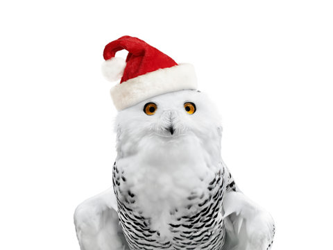 New year owl