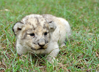 baby lion