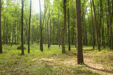 Obraz premium Forest