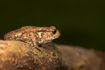 Bufo bufo