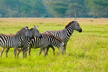 Fototapeta na wymiar Cztery Zebry w Parku Narodowym Masai Mara, Kenia.