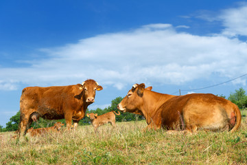 Brown Limousin cows