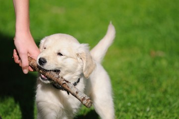 chiot et enfant jouant ensemble