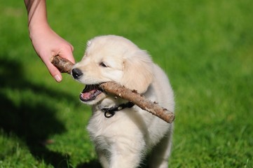 Chiot golden retriever jouant avec un bâton