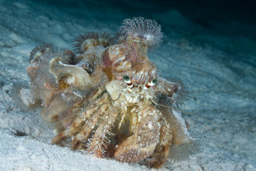 Hermit crab carrying anemone on his shell. - obrazy, fototapety, plakaty
