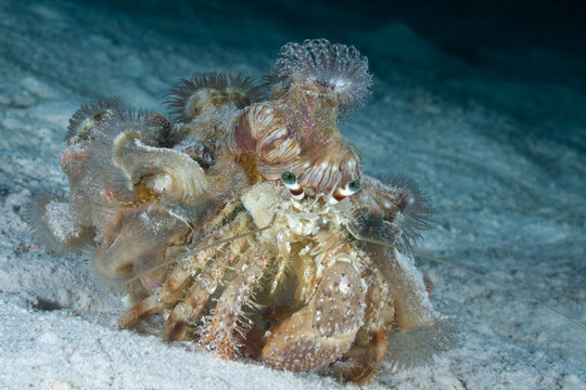 Hermit crab carrying anemone on his shell.