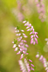 Blooming Heather