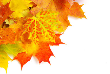 Naklejka na ściany i meble autumn maple leafs