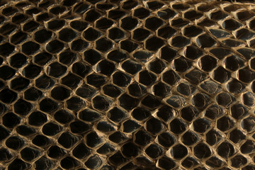 Shed snake skin pattern background over black