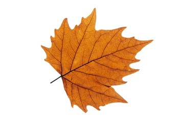 Leaf
