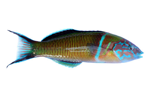 Bunter Fisch
