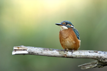 Kingfisher