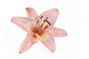 Fototapeta na wymiar pink lily on white