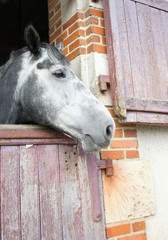 pur-sang gris dans son box