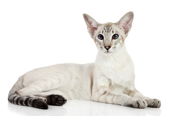 Oriental blue-point cat