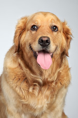 Golden retriever on grey background