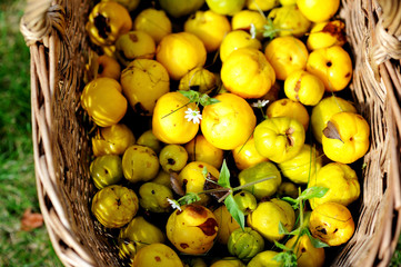 Garden basket filled up with Japan quince