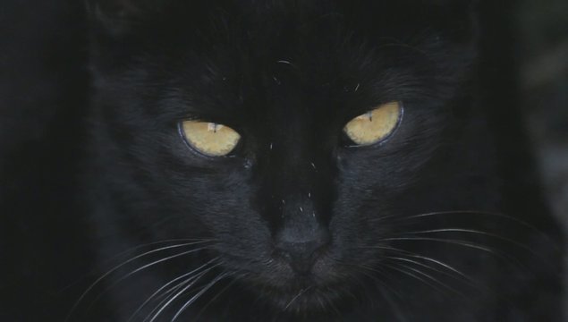 gatto