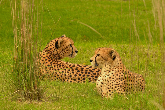 Two cheetahs in the tall grass.