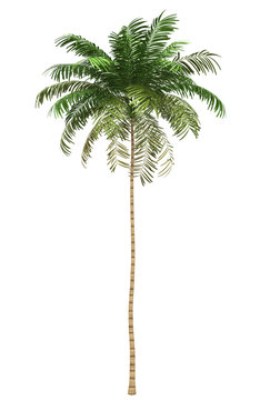 Areca palm tree isolated on white background with clipping path