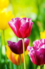 Naklejka premium Tulip flowers in the park
