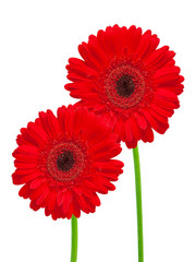 gerber flower isolated on white background