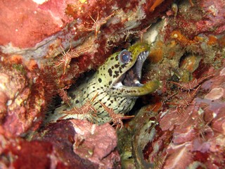 Spot Face Moray Eel - Gymnothorax fimbriatus