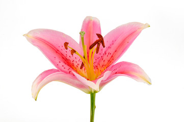 Pink Lily isolated on white background