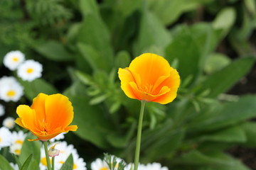 Fototapeta premium yellow poppy