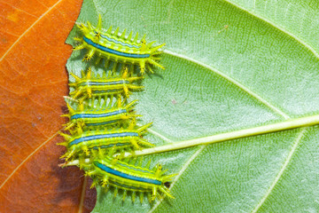 Caterpillars eat leaves.