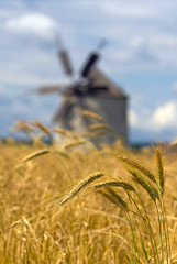 Bunch of ears of wheat with a windmill in the background