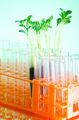 Lab experiment with green seedlings