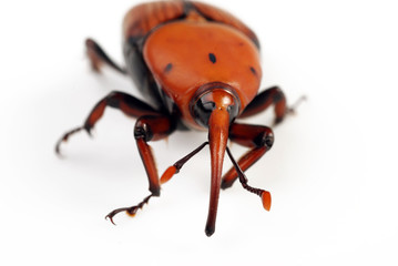 ROSTRO DEL PUNTERUOLO ROSSO