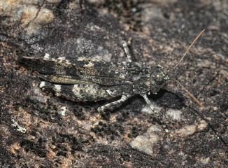 Blauflügelige Ödlanschrecke (Oedipoda caerulescens)