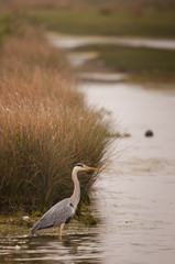 Héron cendré (Ardea cinerea - Grey Heron) sur un étang