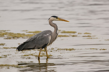 Héron cendré (Ardea cinerea - Grey Heron) sur un étang