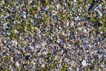 broken seashells on a beach with green sea algae