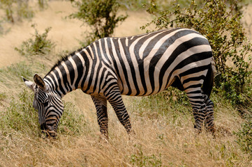 Fototapeta na wymiar Zebra on the savanna
