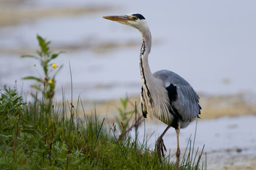 Héron cendré (Ardea cinerea - Grey Heron) dans le marais