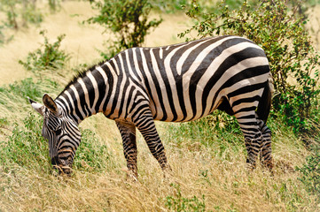 Fototapeta na wymiar Zebra on the savanna