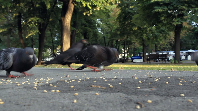 Flock of pigeons eating wheat outdoors in the park