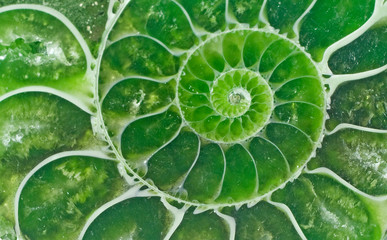 Ammonite fossil © Dmitry
