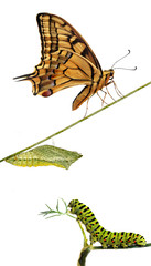 Obraz premium Close up of caterpillar , pupae, and swallowtail butterfly
