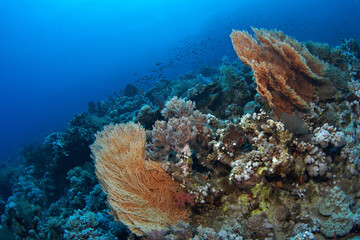 underwater landscape with gorgonian