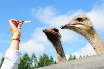 Wall murals Ostrich Tourist feeding an ostrich