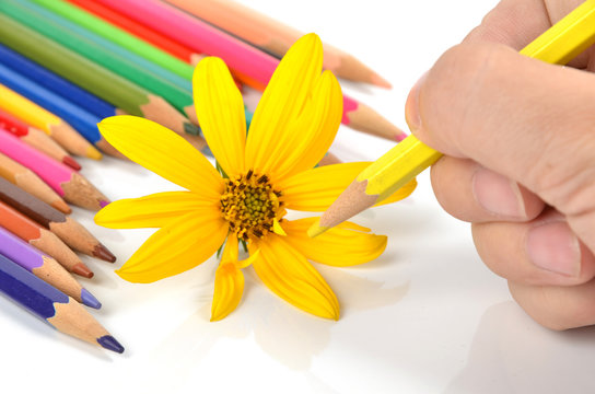 Jerusalem artichoke flowers and color pencils