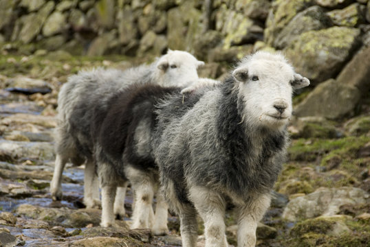 Herdwick Sheep, Lake District, UK